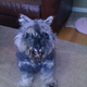 Illustration for article titled I just gave my dog the worst haircut ever.